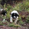 Chiot Landseer Faun et Combo z laderova
